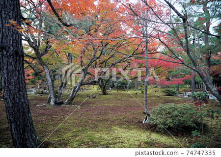 秋天美麗的葉子Hogon-in寺 秋天美麗的葉子Hogon-in寺 74747335