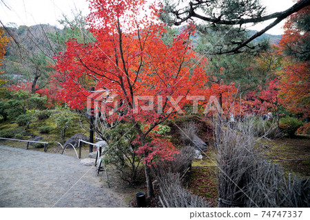 秋天美麗的葉子Hogon-in寺 74747337