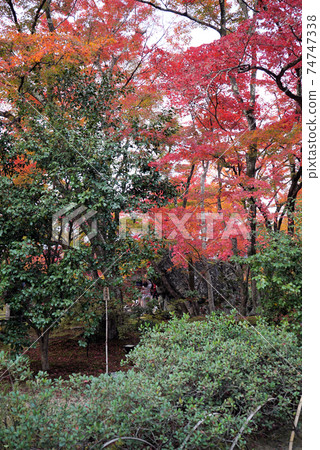 秋天美麗的葉子Hogon-in寺 秋天美麗的葉子Hogon-in寺 74747338