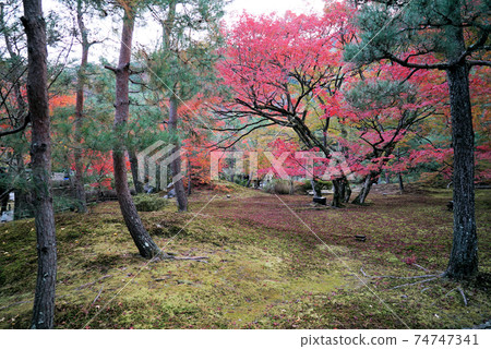 秋天美麗的葉子Hogon-in寺 74747341