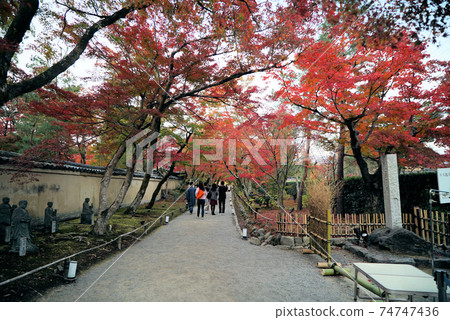 秋天美麗的葉子Hogon-in寺 秋天美麗的葉子Hogon-in寺 74747436
