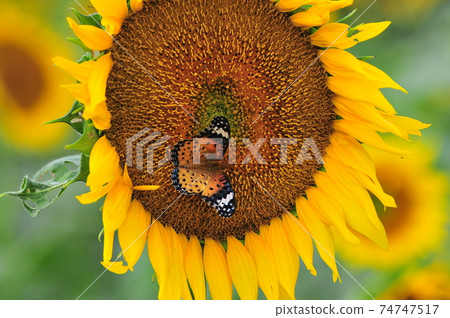 Sunflower and butterfly 74747517