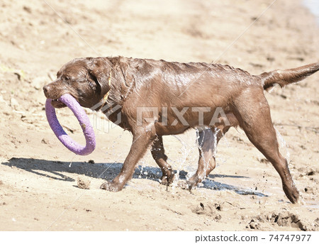 Dog breed Labrador Retriever on a walk by the river Dog breed Labrador Retriever on a walk by the river 74747977