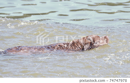 Dog breed Labrador   Retriever on a walk by the river 74747978
