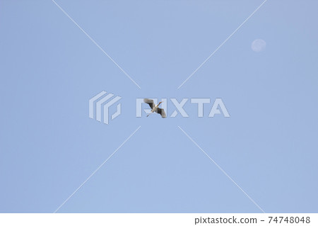 The bird returns to the nest With the moon beside The bird returns to the nest With the moon beside 74748048