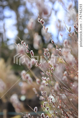 Spring scenery Nekoyanagi 74748293