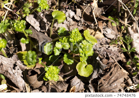 Chrysosplenium 74748476