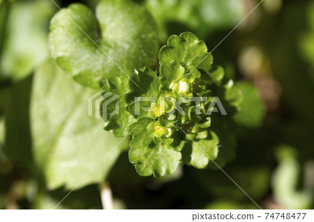 芨芨草 芨芨草 74748477