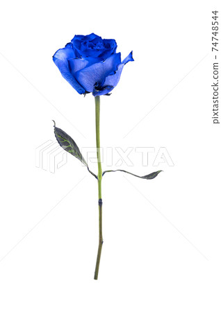 rose	 74748544
