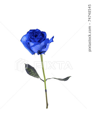 rose	 74748545