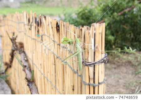 You are being targeted! Mantis 74748659