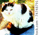 Cat  74748791