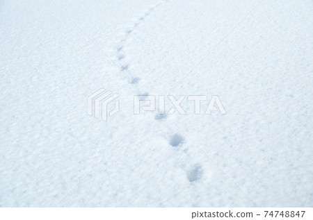 Equally spaced footprints on the white flat surface of fresh snow Equally spaced footprints on the white flat surface of fresh snow 74748847