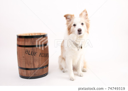 Wooden barrel and yellow border collie 74749319