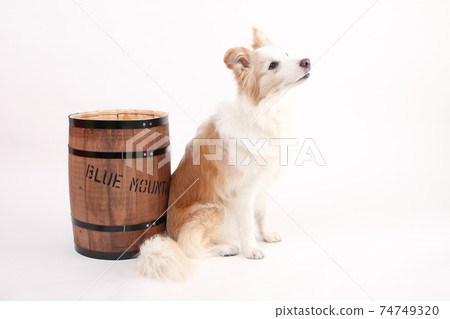 Wooden barrel and yellow border collie Wooden barrel and yellow border collie 74749320