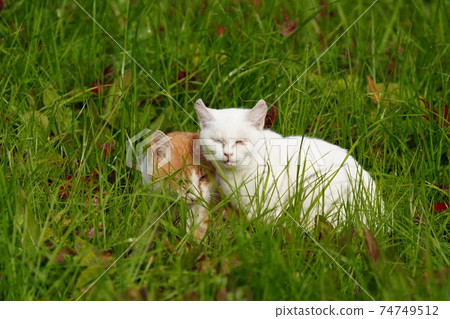 A nice snapshot of a young brown-white stray cat who was close to a white cat A nice snapshot of a young brown-white stray cat who was close to a white cat 74749512