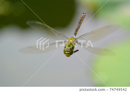 Hovering of Gin Yama 74749542
