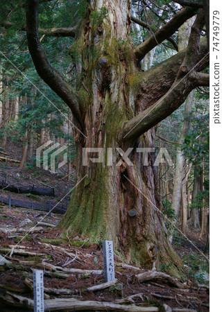 Osugi of Izu Shiranuta Osugi of Izu Shiranuta 74749779