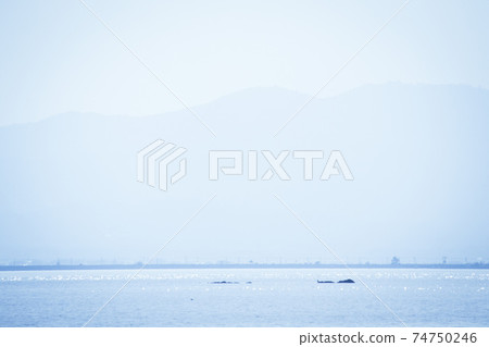中尾的白金島 中尾的白金島 74750246