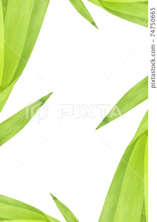 bamboo, bamboo leaf background textured 74750665