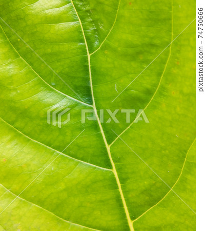 horizontal green leaf texture for pattern and background horizontal green leaf texture for pattern and background 74750666