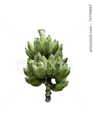 Banana tree with a bunch of growing mature green 74750667