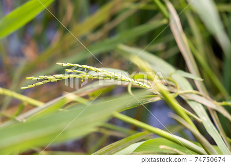 small young rice in farm small young rice in farm 74750674
