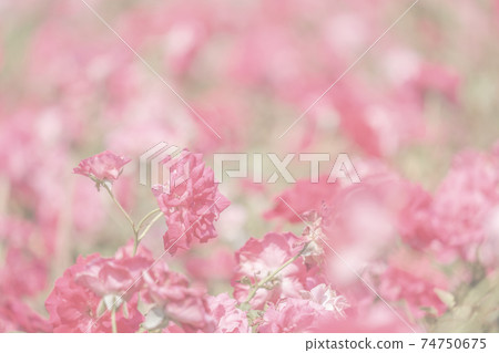 sweet color roses flower in blur style for background pattern texture sweet color roses flower in blur style for background pattern texture 74750675