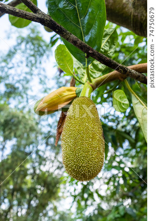 jackfruit tree int farm after raining jackfruit tree int farm after raining 74750679