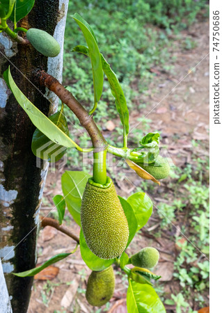 jackfruit tree int farm after raining jackfruit tree int farm after raining 74750686