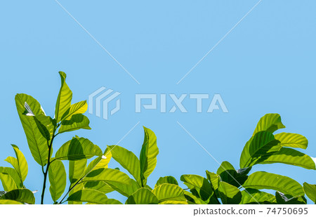 tropical leaves on color background tropical leaves on color background 74750695