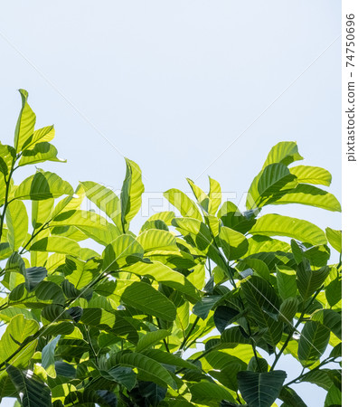 tropical leaves on color background 74750696
