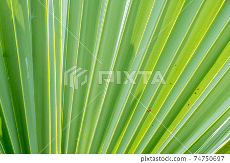 Close up of palm leaf texture pattern background 74750697