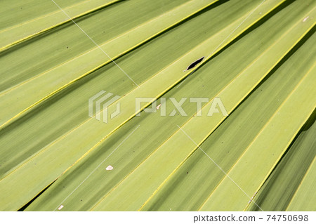 Close up of palm leaf texture pattern background Close up of palm leaf texture pattern background 74750698