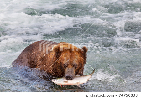 Bear on Alaska 74750838