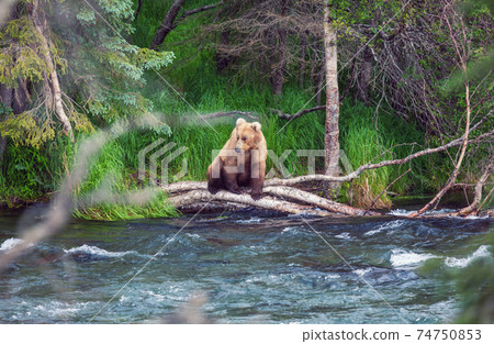 Bear on Alaska 74750853