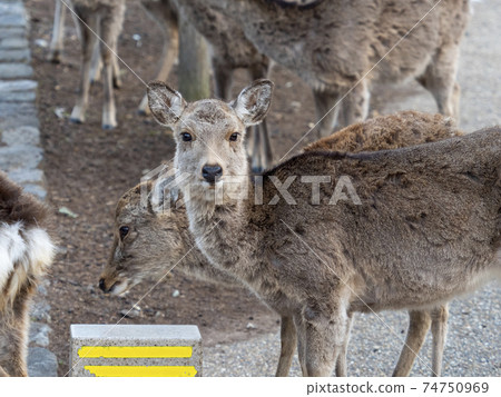 鹿在奈良公園的冬天的頭髮 鹿在奈良公園的冬天的頭髮 74750969