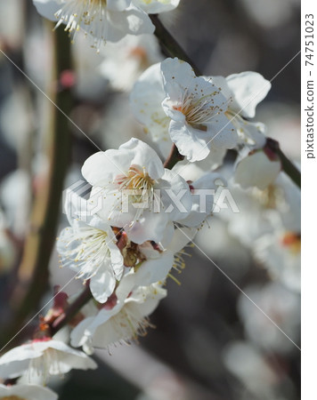 正宗，太宰府梅 74751023