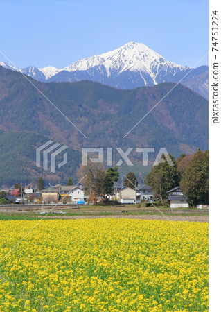 Spring in Azumino where rape blossoms bloom Spring in Azumino where rape blossoms bloom 74751224