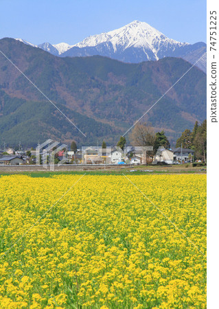 Spring in Azumino where rape blossoms bloom 74751225