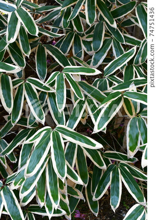 Narayonami in winter 74751436