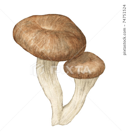 杏鮑菇蘑菇水彩鉛筆劃 74751524