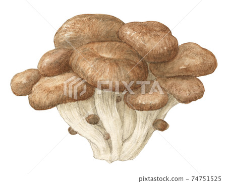 杏鮑菇蘑菇水彩鉛筆劃 杏鮑菇蘑菇水彩鉛筆劃 74751525