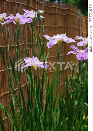 淺紫色鳶尾 74751639