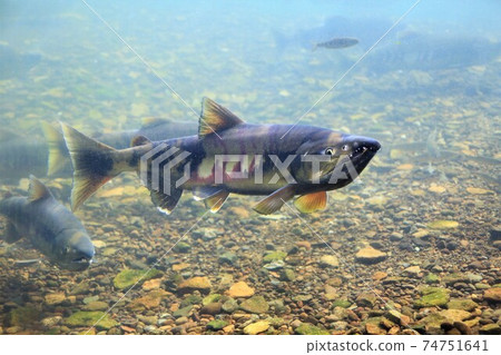 千歲河鮭魚（北海道千歲市千歲水族館） 74751641