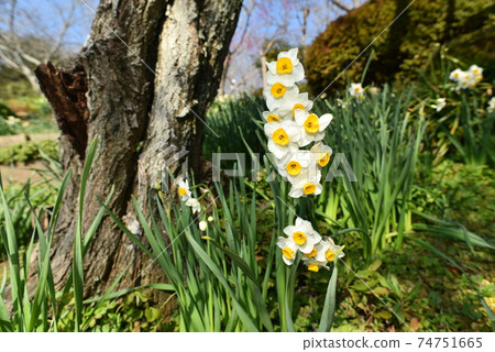 有很多花的水仙 74751665
