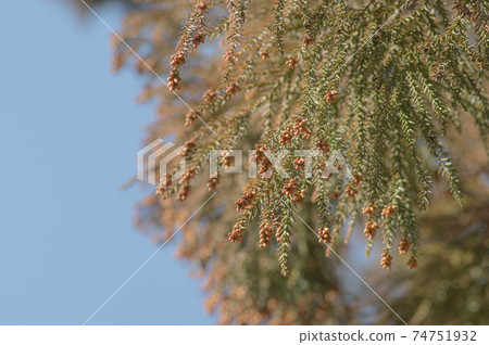 杉木的雄花花粉病季節藍天背景a-1霞 74751932