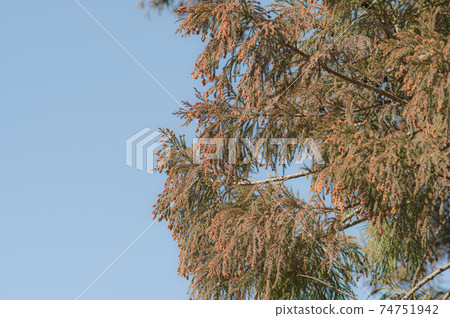 Sugi's male flower pollinosis season blue sky background f-2 haze Sugi's male flower pollinosis season blue sky background f-2 haze 74751942
