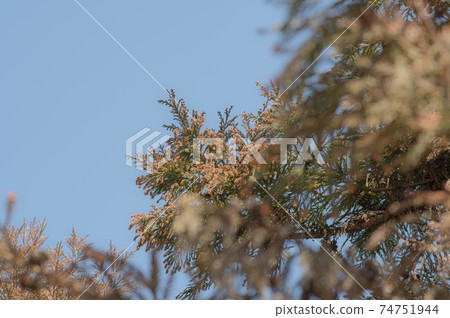 杉木的雄花花粉病季節藍色背景g-2陰霾 74751944