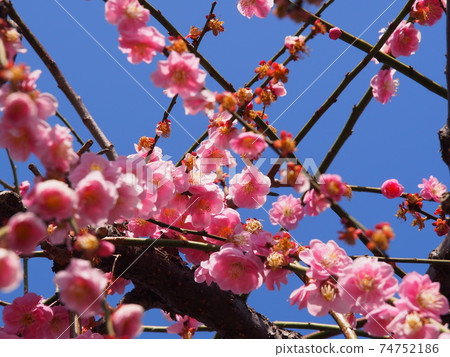 Plum blossom Plum blossom 74752186